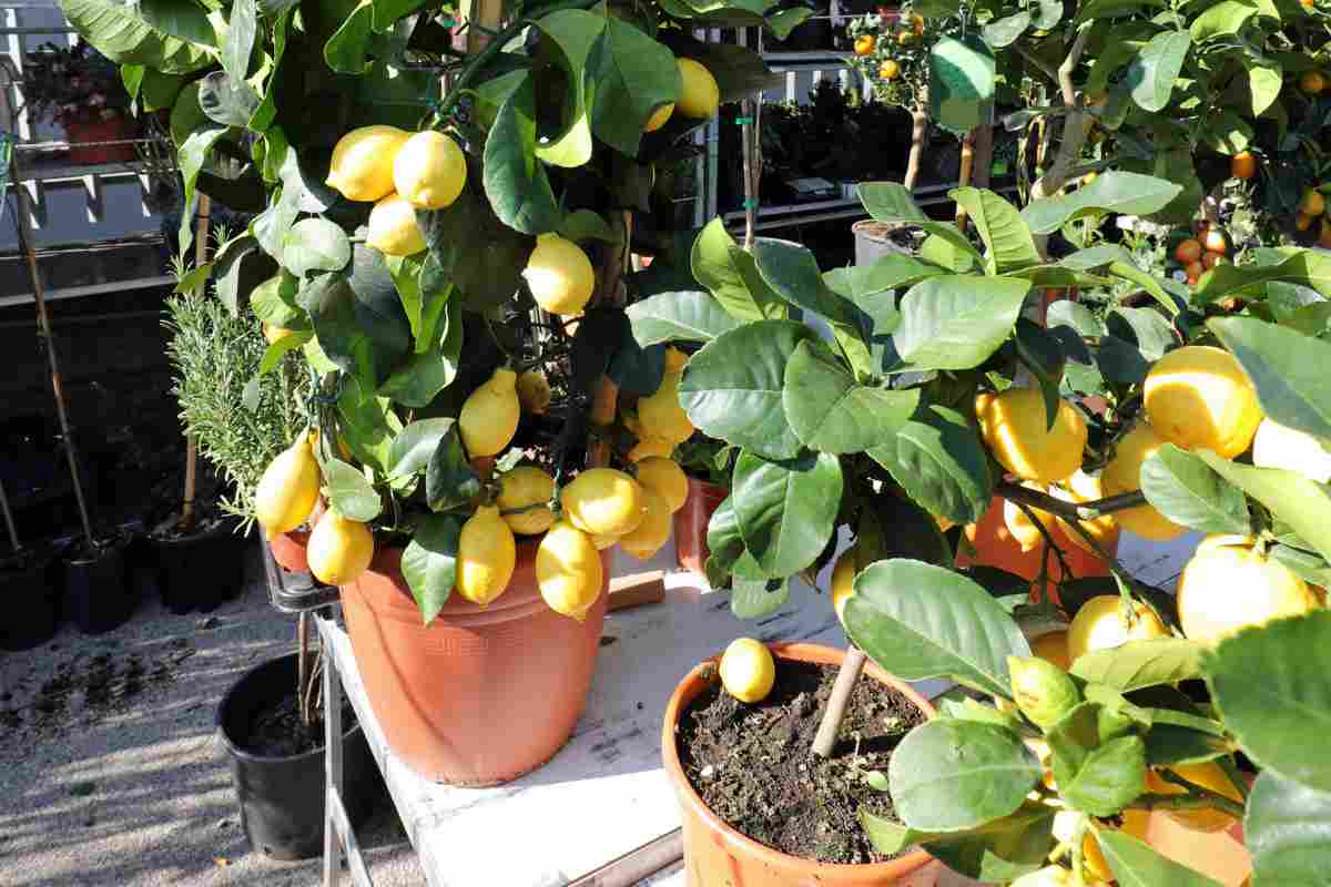 coltivare alberi di limoni