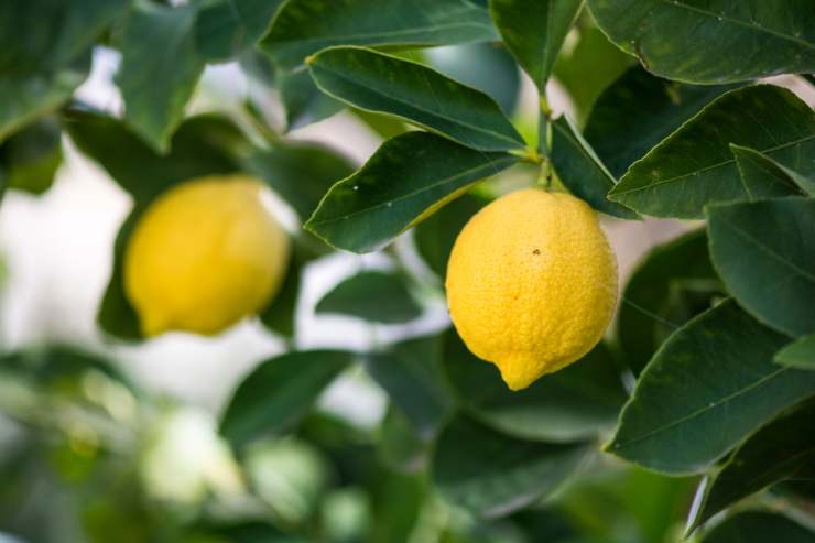 coltivare alberi di limone in casa