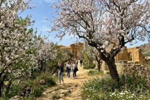 Turisti che scattano foto con lo smartphone tra i mandorli in fiore nella Valle dei Templi di Agrigento, Sicilia, durante l'evento di marzo 2026.
